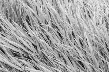 Yeşil doğa geçmişi. Otlak arazisi çayırı. Çimen arka planı. Doğa çevresi. Yeşil çimenler. Yeşil çimenli doğa. Çimenli bir yaz çimenliği. Bereketli bitki örtüsü.