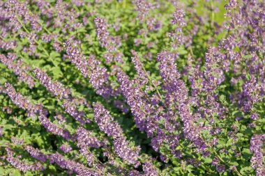 Yazın lavanta çiçeği. France Provence sahasında. Mor lavanta çiçeği. Doğanın bileşimi. Çiçek açan yaz çiçekleri. Çiçek tarlası. Lavanta tarlası. Çiçekli lavanta. Manzara çayırı.