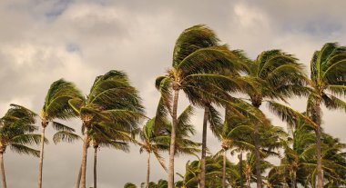 Kasırgada palmiye ağacı. Miami 'de tropik bir sahil. Palmiye ağacıyla tropik rüzgarlı hava. Güçlü rüzgar. Egzotik doğa. Tropik palmiye koruluğu. Rüzgarlı havada palmiye ağacı. Florida Kasırgası.