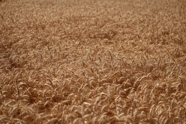 Tahıl tarımı ile tarlada tarım. Organik gıda ekimi. Çavdarlı yaz tarlası. Olgun çavdar tarlasında hasat edilmeyi bekliyor. Çavdar mahsulü. Buğday hasadı. Ekin yönetimi.