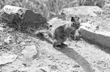 Çimenlerdeki sincap. Kemirgen hayvan sincabı. Kemirgen sincap hayvanı. Vahşi yaşam doğası. Yer sincabı. Sincap yaban sincabı. Sincap kemirgeni. Parktaki sincap. Vahşi hayvan. Etkin sincap.