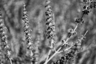 Doğanın bileşimi. Çiçek açan yaz çiçekleri. Çiçek tarlası. Lavanta tarlası. Yazın lavanta çiçeği. France Provence sahasında. Mor lavanta doğada çiçek açar. Aromaterapi kavramı.