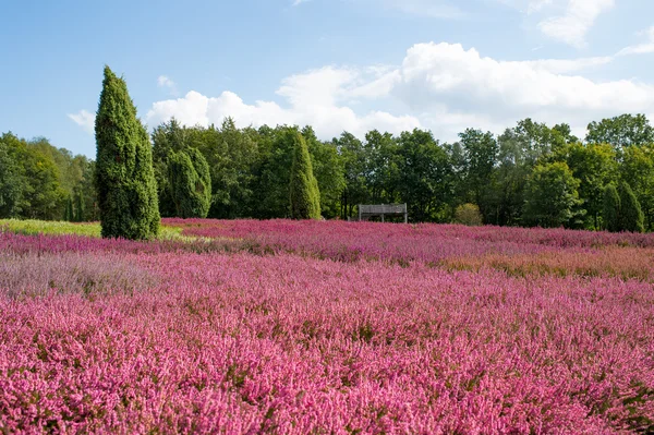 Přírodní lndscape modré oblohy, zátoky růžové květy a zelenými stromy — Stock fotografie