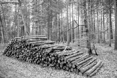 Ormanların tahrip edilmesi ve kesilmesi. Kesik odun yığını. Ağaç kütüğü, kereste kütüğü. Kereste hasadı. Kereste endüstrisi. Ormanların yok edilmesi. Ormandaki ağaç kütüğü. Çam ağacı kütüğü. Yumuşak kereste.