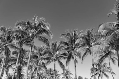 Kaliforniya palmiyesi. Miami 'de tropik bir sahil. Palmiye ağacıyla tropik bir açık hava sahnesi. Tropik yaz tatili. Egzotik doğa. Palmiye ağacı. Miami güney sahilinde yaz tatili. Sallanan palmiye ağacı.