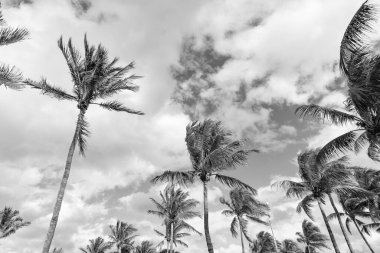 Egzotik doğa. Palmiye ağacı. Miami güney sahilinde yaz tatili. Kaliforniya palmiyesi. Miami 'de tropik bir sahil. Palmiye ağacıyla tropik bir açık hava sahnesi. Tropik yaz tatili. Gölgeli palmiye vahası.