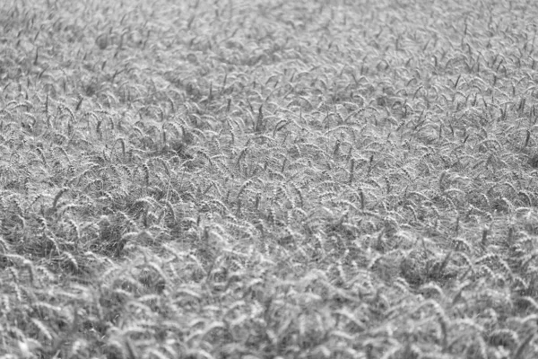 Buğday hasadı. Tahıl tarımı ile tarlada tarım. Organik gıda ekimi. Çavdarlı yaz tarlası. Olgun çavdar tarlasında hasat edilmeyi bekliyor. Çavdar mahsulü. Ürün verimi.