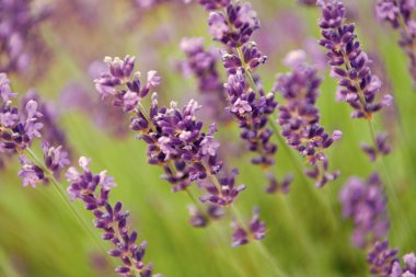 Mor lavanta doğada çiçek açar. Doğanın bileşimi. Çiçek açan yaz çiçekleri. Çiçek tarlası. Lavanta tarlası. Yazın lavanta çiçeği. France Provence sahasında. Lavanta yağı.