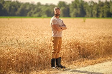 Tarlada çiftçi. İspanyol çiftçi tarla hasadını kontrol ediyor. Tarımcı çiftçi adam. Tarım çiftliği. Buğday tarlasında çiftçi. Hasat ve çiftçilik. Ekin gözlemleyen adam.
