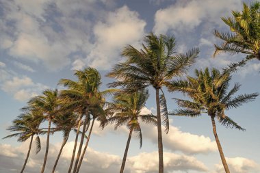 Palmiye ağacı. Miami, Florida 'da yaz tatili. Kaliforniya palmiyesi. Miami 'de tropik bir sahil. Palmiye ağacıyla tropik bir açık hava sahnesi. Tropik yaz tatili. Egzotik doğa.