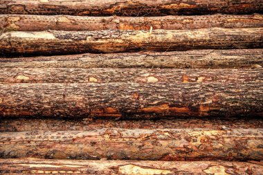 Tahta arka plan. Ahşap kütüğün arka planı. Ahşap zemin. Tahta kütük arka planı. Yakacak odun odunu kesiyorum. Odunlar odun yığınıydı. Kereste kesiyorum. Sürdürülebilir günlük kaydı.