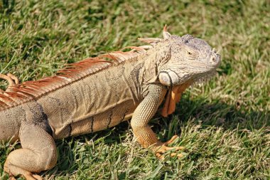 Tropikal ormanda iguana kertenkelesi. Vahşi iguana kertenkelesi. Egzotik iguana sürüngeni. Egzotik sürüngen hayvanı. Vahşi yaşam hayvanı. Doğadaki sürüngen hayvan. Vahşi yaşam hayvanat bahçesi ormanda. Tropikal iguana habitatı.