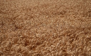 Ekin tarlası. Tahıl hasadı. Altın çivi. Buğday tarlası. Altın buğday tarlası. Altın buğday arka planda kulaklar. Resimli bir yaz manzarasında buğday tarlası manzarası.