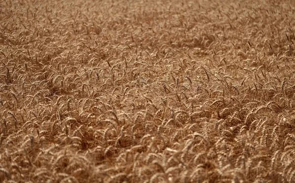 Ekin tarlası. Tahıl hasadı. Altın çivi. Buğday tarlası. Altın buğday tarlası. Altın buğday arka planda kulaklar. Resimli bir yaz manzarasında buğday tarlası manzarası.