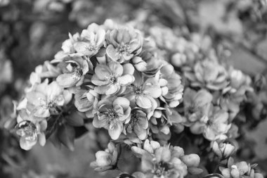 Kiraz çiçekli sakura çiçeği. Çiçekli sakura çiçeği. Çiçekli sakura dalda çiçek açıyor. Çiçekli sakura çiçeğinin fotoğrafı..