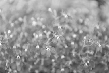 Makroda çiçek açan lobelia, seçici odaklanma. Açık hava çiçekleri. Mavi lobelia çiçeği. Doğal çiçek bitkisi. Çiçek açan arka plan. Çiçek lobelia mavi arka plan. Lobelia çiçeği.