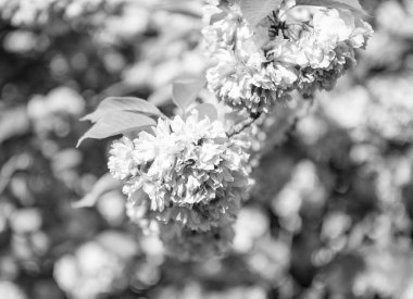 Bahar sakura çiçeğinin seçici odağı. bahar sakura çiçeği. Bahar sakurası dalda çiçek açıyor. Sakura baharı fotoğrafı..