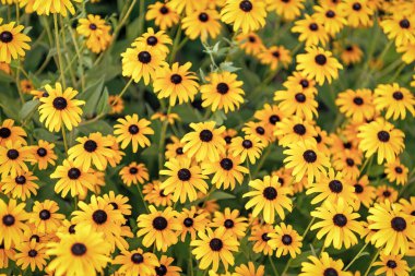 Daisy çiçeği. Bahçede çiçek açan papatya. Açık hava çiçekleri. Sarı papatya çiçeği. Doğal çiçek bitkisi. Flora Doğa. Sarı çiçek arka planı. Çiçekli sarı arka plan.