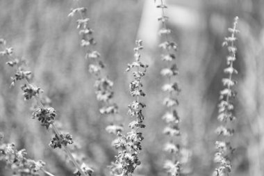 Lavanta tarlası. Yazın lavanta çiçeği. France Provence sahasında. Mor lavanta doğada çiçek açar. Doğanın bileşimi. Çiçek açan yaz çiçekleri. Çiçek tarlası. Yaz doğası.
