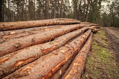 Ağaç kesiyorum. Tarım ve ormancılık. Çam ağacı gövdesi. Kereste deposu. Ahşap kereste malzemesi. Yumuşak kereste. Biyolojik çeşitlilik kaybı. Çevresel sorunlar. Kereste günlüğü.