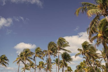 Tropik yaz tatili. Egzotik doğa. Palmiye ağacı. Miami güney sahilinde yaz tatili. Kaliforniya palmiyesi. Miami 'de tropik bir sahil. Palmiye ağacıyla tropik bir açık hava sahnesi. Yükselen palmiye örtüsü.