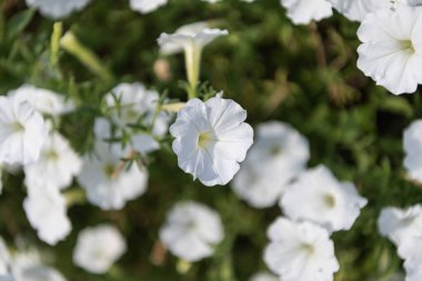 Petunia flower in nature. Summer nature. White inflorescences of flowering plant. Flower of petunia. Flowering background. Petunia blossom. Blooming petunia garden flower growing.