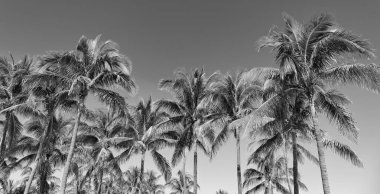 Palmiye ağacı. Miami, Florida 'da yaz tatili. Kaliforniya palmiyesi. Miami 'de tropik bir sahil. Palmiye ağacıyla tropik bir açık hava sahnesi. Tropik yaz tatili. Egzotik doğa.