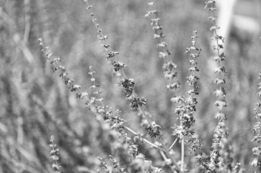 Lavanta tarlası. Yazın lavanta çiçeği. France Provence sahasında. Mor lavanta doğada çiçek açar. Doğanın bileşimi. Çiçek açan yaz çiçekleri. Çiçek tarlası. Yaz doğası.