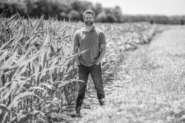 Arazi ve tarım. Mısır tarlasında çiftçi. Hasat mahsulü. Mısır tarlası çiftçisi. Tarımsal mısır tarlası hasat zamanı. Kır çiftçiliği. Ekin tarlasında hasat yapan adam. Tarladaki hasatçıyı.