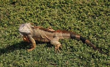 Tropikal ormanda iguana kertenkelesi. Vahşi iguana kertenkelesi. Egzotik iguana sürüngeni. Egzotik sürüngen hayvanı. Vahşi yaşam hayvanı. Doğadaki sürüngen hayvan. Vahşi yaşam hayvanat bahçesi ormanda. Tropikal iguana habitatı.