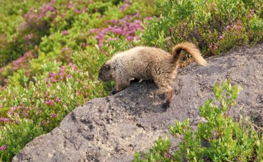 Dağ kemirgeni. Capybara açık havada. Hayvanat bahçesindeki vahşi hayvan. Parktaki dağ sıçanı. Kemirgen hayvan dağ sıçanı. Kemirgen dağ sıçanı hayvanı. Vahşi yaşam doğası. Marmot capybara. Dağ sıçanı vahşi dağ sıçanı. Marmot yaşam alanı.