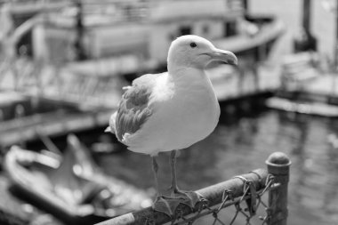 Martı dışarıda oturuyor. Denizde yalnız bir martı. Martı suya yakın. Martı kuşu. Hayvan ve doğa. Martı kuşu suyu gözlemliyor. Gagalı ve tüylü martı.