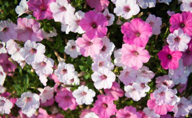 Petunya çiçeği doğada. Yaz doğası. Çiçek açan bitkinin canlı infloresanları. Petunya çiçeği. Çiçekli arka plan. Çiçek ve bahçe işleri. Petunya çiçeği. Canlı petunya bahçesi çiçeği büyüyor.