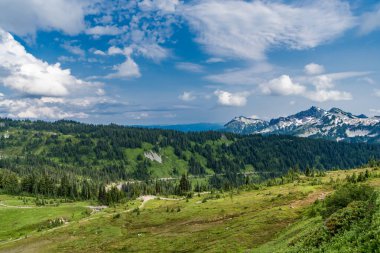 Doğa dağ ormanı. Dağdaki yeşil orman manzarası. Karışık ormanın doğası. Manzaranın doğası. Manzaralı orman manzarası. Ormanlı tepe manzarası. Uzun çam gövdeleri.