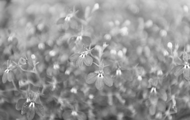 Lobelia çiçeği. Makroda çiçek açan lobelia, seçici odaklanma. Açık hava çiçekleri. Mavi lobelia çiçeği. Doğal çiçek bitkisi. Flora Doğa. Mavi çiçek arka planı. Çiçek lobelia mavi arkaplan.