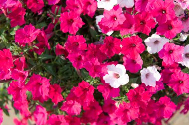 Petunya çiçeği doğada. Yaz doğası. Çiçek açan bitkinin canlı infloresanları. Petunya çiçeği. Çiçekli arka plan. Çiçek ve bahçe işleri. Petunya çiçeği. Canlı petunya bahçesi çiçeği büyüyor.