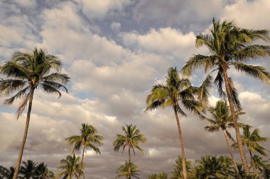 Kaliforniya palmiyesi. Miami 'de tropik bir sahil. Palmiye ağacıyla tropik bir açık hava sahnesi. Tropik yaz tatili. Egzotik doğa. Palmiye ağacı. Miami, Florida 'da yaz tatili. Palmiye yaprakları.