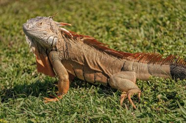 Egzotik sürüngen hayvanı. Vahşi yaşam hayvanı. Tropikal yağmur ormanlarındaki sürüngen hayvan. Vahşi yaşam hayvanat bahçesi ormanı. Ormanda iguana kertenkelesi. Amerikan iguana otçul kertenkelesi. Egzotik iguana sürüngeni. İguana türleri.