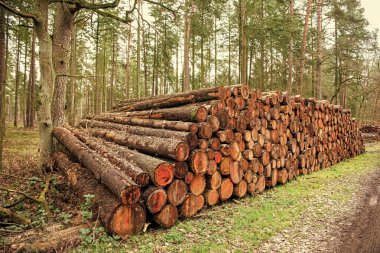 Odun yığını. Ağaç kütüğü, kereste kütüğü. Kereste hasadı. Kereste endüstrisi. Ormanların yok edilmesi. Ormandaki ağaç kütüğü. Çam ağacı kütüğü. Yumuşak kereste. Ormanların tahrip edilmesi ve kesilmesi. Kesik odun yığını.