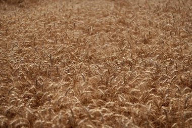 Ekin tarlası. Tohum olgunlaşmış doğa arka planı. Altın mahsul ve buğday kulağı. Yazın çavdar tarlası olan tarım arazisi. Tarım buğday tarlası. Bir tarım çiftliğinde tarla. Çiftçilik. Hasat kalitesi.