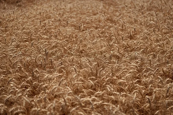 Ekin tarlası. Tohum olgunlaşmış doğa arka planı. Altın mahsul ve buğday kulağı. Yazın çavdar tarlası olan tarım arazisi. Tarım buğday tarlası. Bir tarım çiftliğinde tarla. Çiftçilik. Hasat kalitesi.