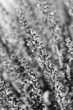 Lavanta tarlası. Yazın lavanta çiçeği. France Provence sahasında. Mor lavanta doğada çiçek açar. Doğanın bileşimi. Çiçek açan yaz çiçekleri. Çiçek tarlası. Yaz doğası.