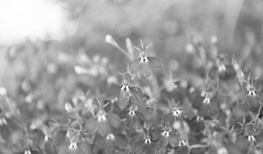 Mavi lobelia çiçeği. Doğal çiçek bitkisi. Flora Doğa. Mavi çiçek arka planı. Çiçek lobelia mavi arka plan. Lobelia çiçeği. Makroda çiçek açan lobelia, seçici odaklanma. İlkbahar doğal fon.