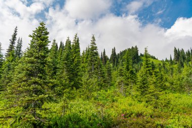 Manzaranın doğası. Manzaralı orman manzarası. Ormanlı tepe manzarası. Doğa dağ ormanı. Dağdaki yeşil orman manzarası. Karışık ormanın doğası. Tepe ufku.
