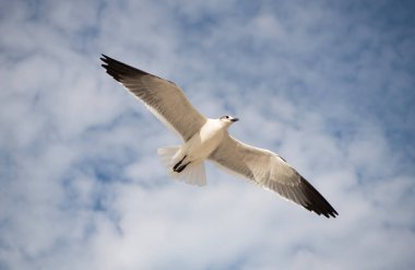 Martı dışarıda oturuyor. Denize gülen martı. Martı suya yakın. Martı kuşu. Hayvan ve doğa. Martı kuşu. Gagalı ve tüylü martı. Gülen Martı. Özgürlük uçuşu.