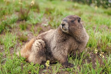 Hayvanat bahçesindeki köstebek. Kemirgen hayvan dağ sıçanı. Kemirgen dağ sıçanı hayvanı. Marmot capybara. Dağ sıçanı vahşi en büyük kemirgen. Dağ kemirgeni. Güney Amerika kapibarası. Vahşi bir hayvan. Rahat Capybara.