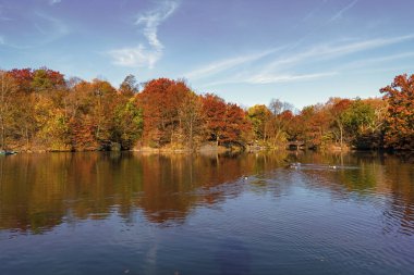 Güzel Central Park. Sonbahar doğa ördeği. Mevsimlik sonbahar manzarası. Park sonbahar manzaralı düşüşü. Sonbaharda Central Park 'ta. Göletteki ördekle sonbahar manzarası. Sonbahar doğa manzarası. Central Park Gölü.