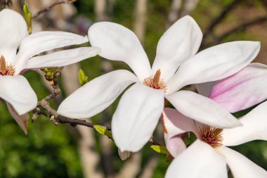 Güzel bahar manolyası çiçeğinin açık pembe rengi ağaçta. İlkbaharda çiçek açan manolya çiçeği. Bahar doğası. Çiçekli manolya. Bahar mevsimi çiçek açar. Magnolia çiçeği..