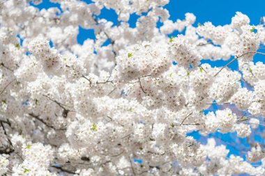 Sakura çiçeği. Kiraz ağacında güzel bir bahar Sakura çiçeği. Baharda çiçek açan Sakura çiçeği. Bahar doğası. Beyaz çiçekli Sakura. Bahar mevsimi çiçek açar. Japon kirazı.