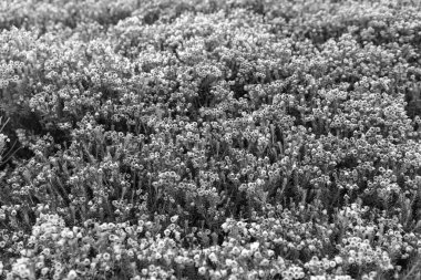 Dağ keneviri çiçeği. Pembe dağ keneviri çiçeği. Doğada dağ keneviri çiçeğinin kır çiçeği olan bir çayır. Yaz doğası. Çiçek açan bitki. Felsefe çiçeği vurgu vurgusu..